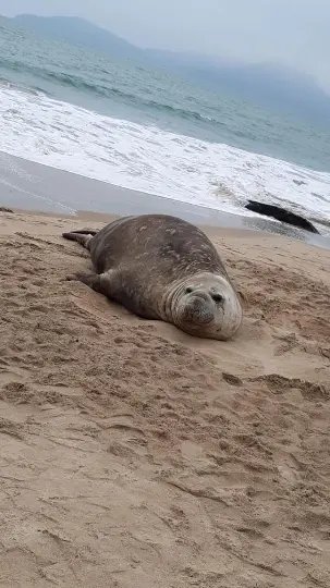 (V&Iacute;DEO) Elefante marinho &eacute; encontrado em Balne&aacute;rio Cambori&uacute;