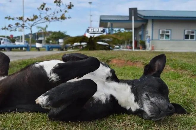 Cachorro espera dono por oito meses em frente ao hospital