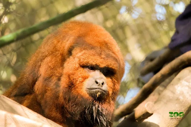 Zoobot&acirc;nico participa de projeto nacional de educa&ccedil;&atilde;o ambiental