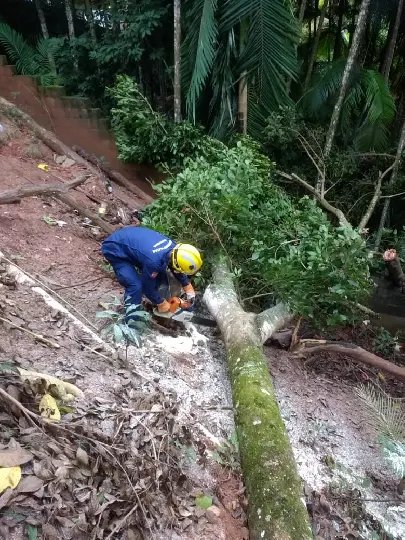 &Aacute;rvores amea&ccedil;avam cair sobre resid&ecirc;ncia