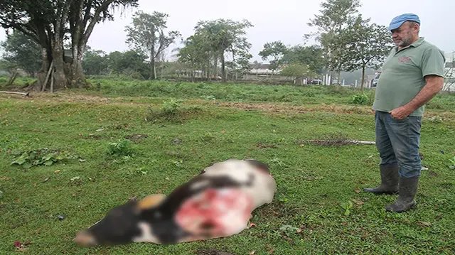Bandidos matam e esquartejam animal em Gaspar