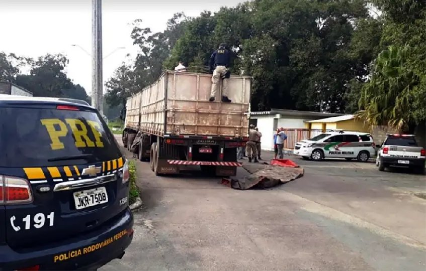 Ação policial conjunta faz maior apreensão de maconha de SC