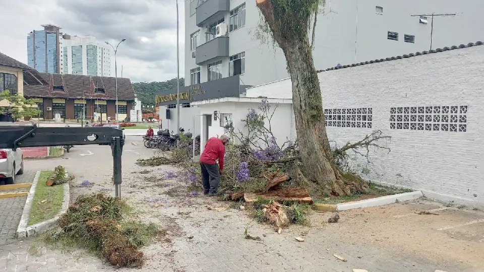 (V&Iacute;DEO) &Aacute;rvores s&atilde;o derrubadas junto da Policl&iacute;nica, em Brusque