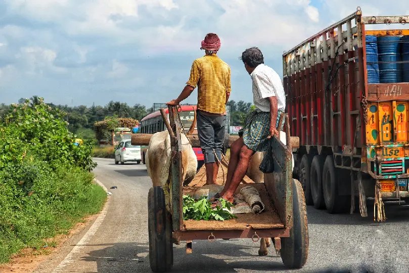 Uso de animais para puxar veículos pode ser proibido em SC 