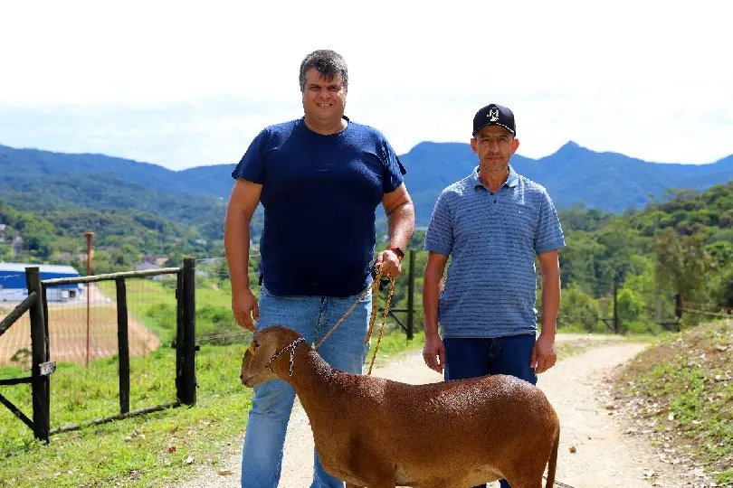 Ovelha de Guabiruba é premiada em exposição