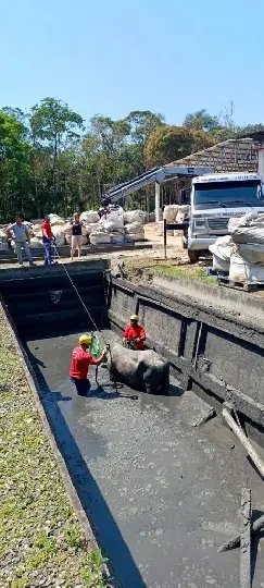 Em Brusque: Vaca prenha é resgatada de tanque de 4 metros de profundidade