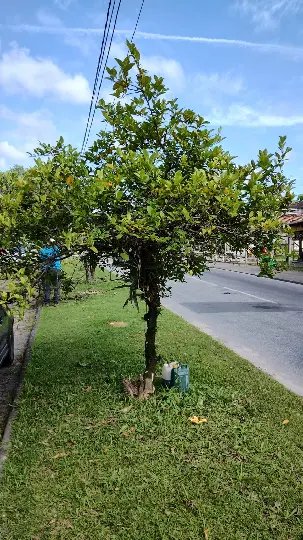 Prefeitura inicia projeto-piloto de arborização urbana