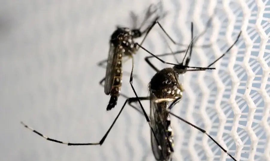 Domingo é o Dia Nacional de Combate ao Aedes Aegypti