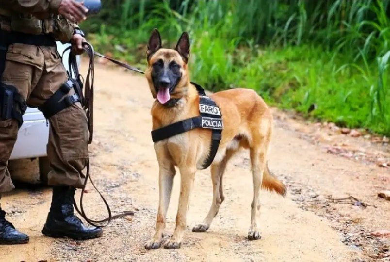 (VIDEO) Após dez anos de atuação, cão da PM se aposenta
