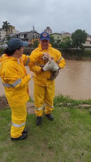 Bombeiros resgatam cadela às margens do rio Itajaí-Mirim
