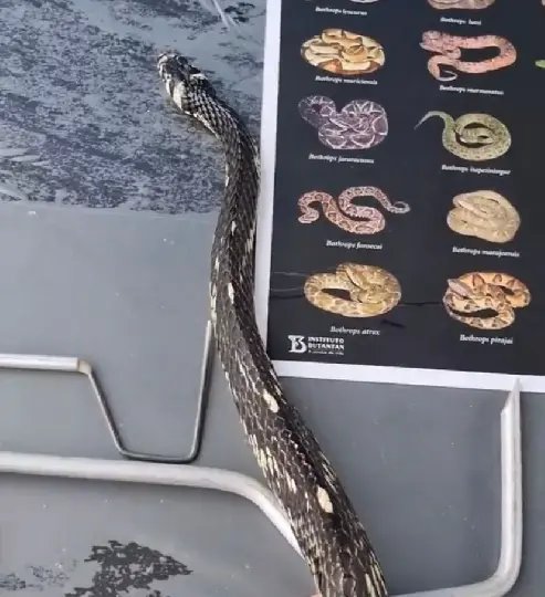 (VIDEO) Especialista traz orientações sobre riscos com animais peçonhentos