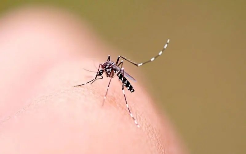 Governo repassa R$ 5 milhões aos municípios para o combate do Aedes aegypti