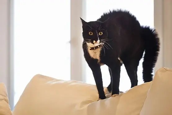 Mulher é condenada após matar gata por ter “espírito ruim” 