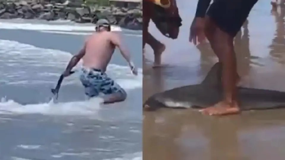 Banhistas levam susto com presença de tubarão em praia catarinense
