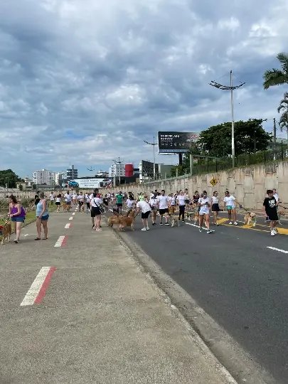 Mais de 200 cães participam da Cãominhada em Brusque 