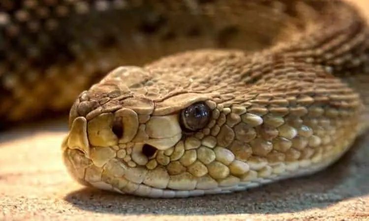 Mulher é picada por cobra jararaca durante caminhada