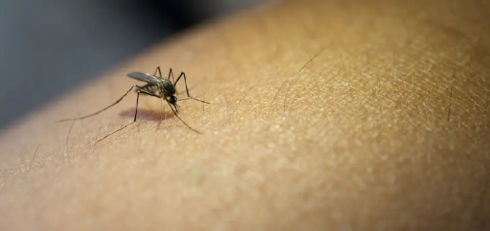 Vigilância Epidemiológica realiza levantamento da dengue em Guabiruba