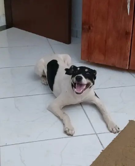 Família brusquense busca ajuda para custear cirurgia de alto valor para cachorra atropelada