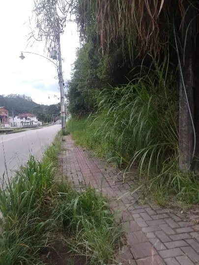 Mato avança sobre calçada e indigna moradores do São Pedro