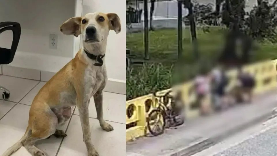 (VIDEO) Mulher joga cachorro da ponte ao lado dos filhos