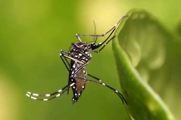 São João Batista registra caso de Chikungunya