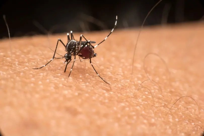 Prefeitura de Guabiruba divulga números da dengue