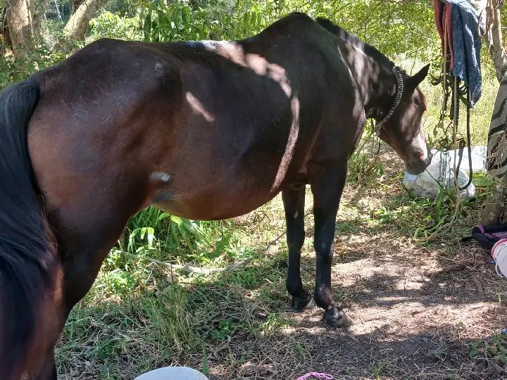 Fundema resgata égua em situação de maus-tratos em Brusque