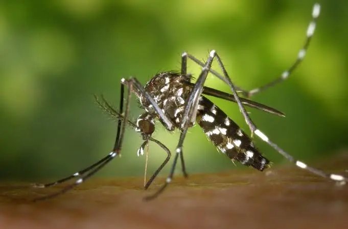 Estudantes da rede estadual receberam informativos sobre a dengue
