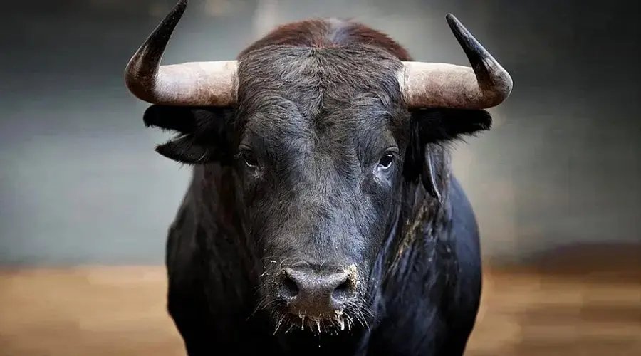 Touro ataca e mata homem que o tratava