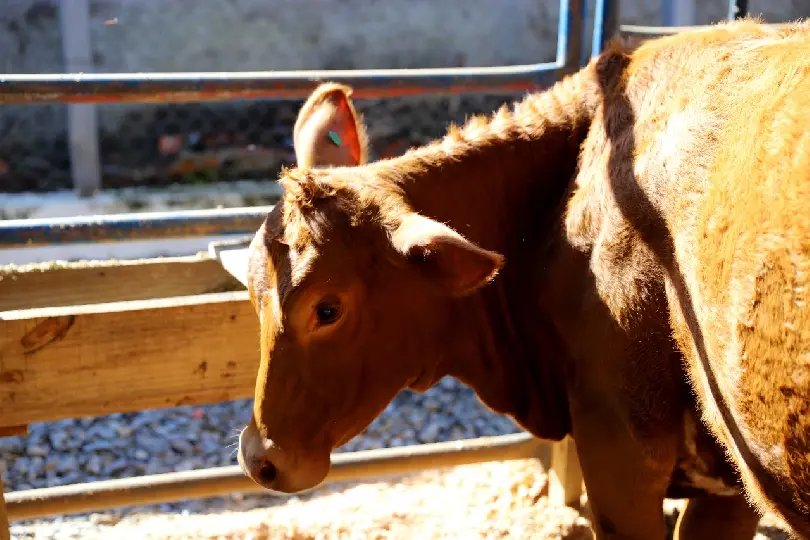 Abertas inscrições para a exposição de animais 