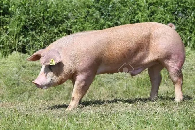 Família pede ajuda para encontrar porco que foi furtado 