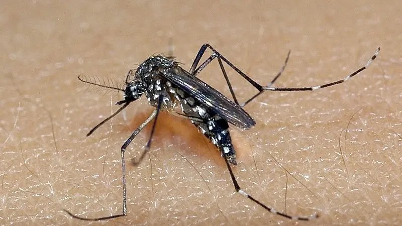 Internações na UTI por dengue aumentam em Brusque