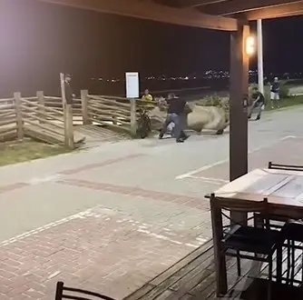 (VÍDEO) Farra do boi causa alvoroço e deixa três feridos