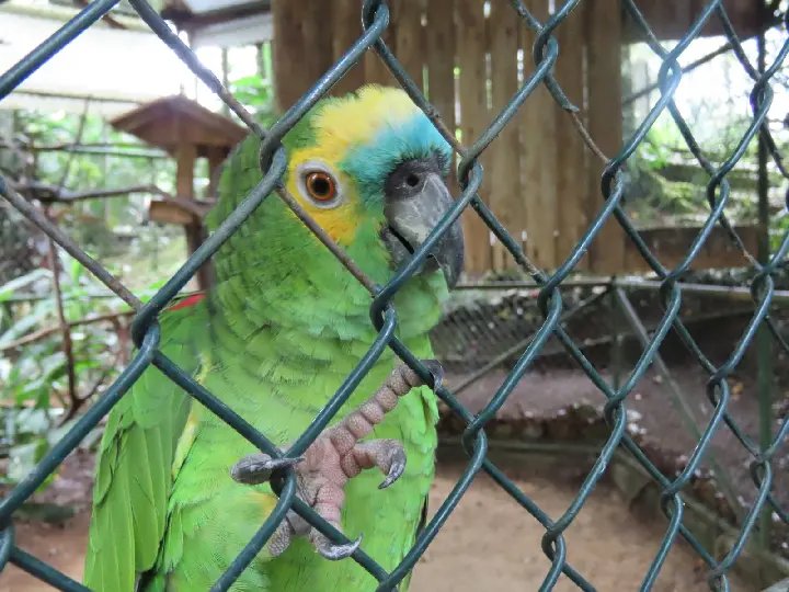 Zoobotânico de Brusque destaca a importância do abril laranja  