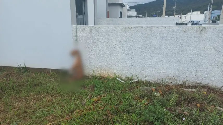 Cachorro é encontrado enforcado em residência