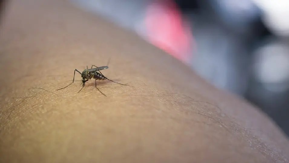 Vigilância Epidemiológica atualiza números da dengue em Guabiruba