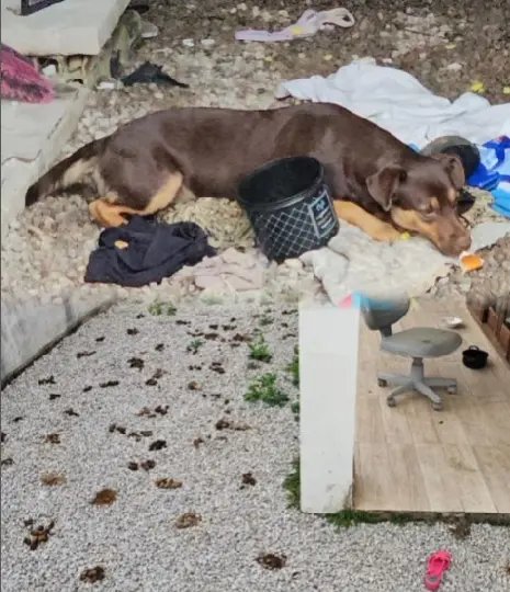 Cachorra é encontrada em meio a fezes, em Tijucas