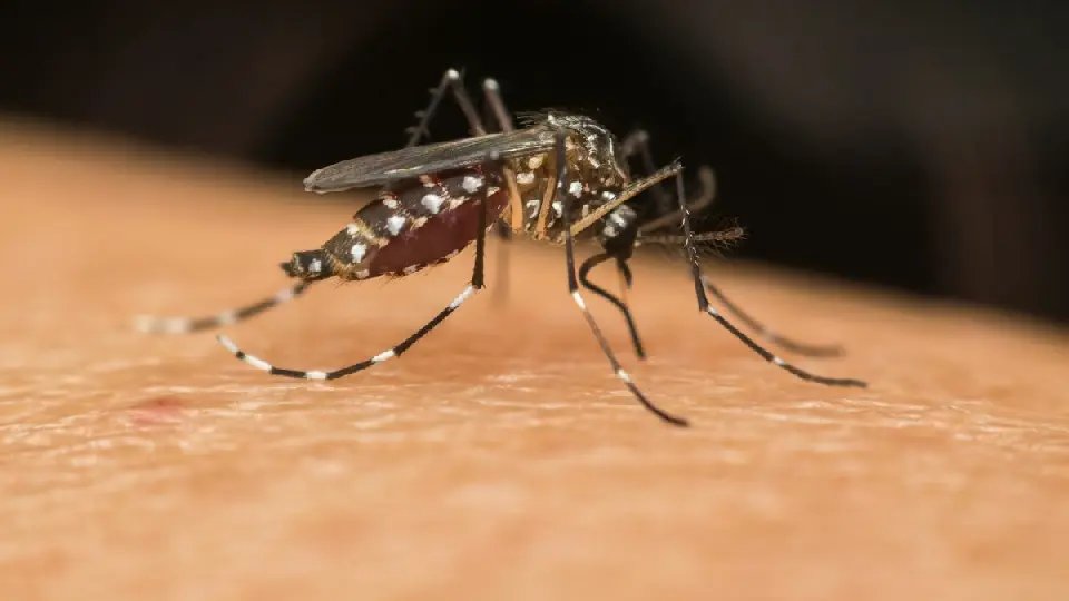 SC ultrapassa a marca de 100 mortes por dengue