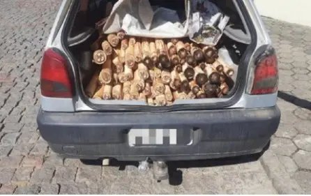 Homem é multado em R$ 98 mil por transportar palmito Juçara
