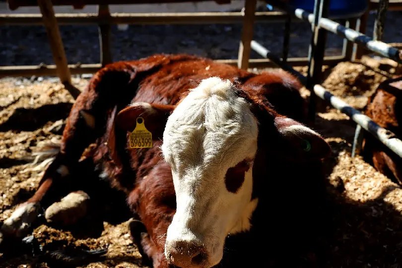 Inscrições para exposição de animais encerram na terça-feira 