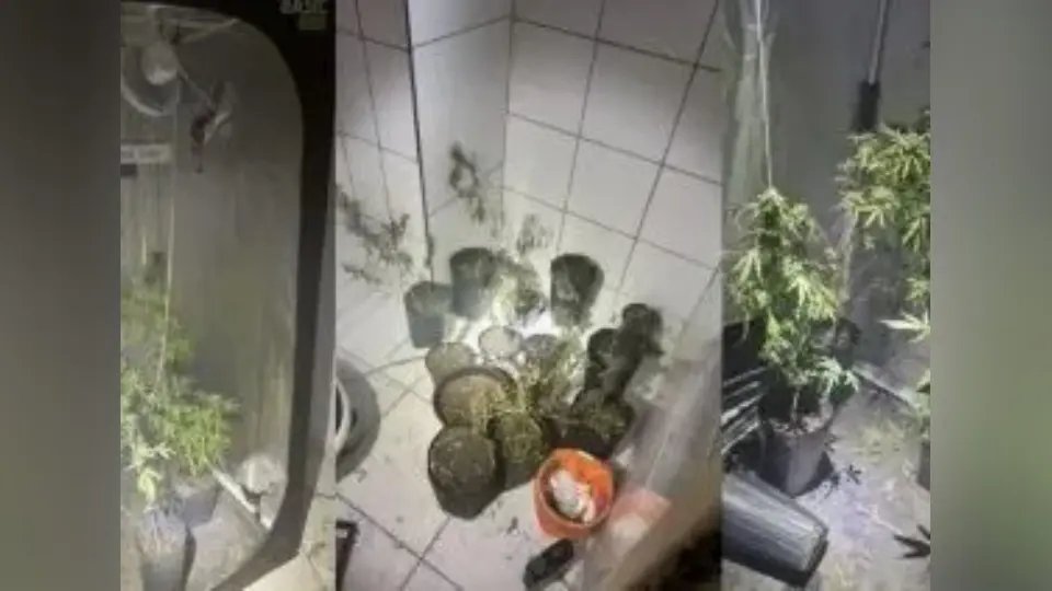 Pés de maconha são encontrados em quarto de hotel após incêndio