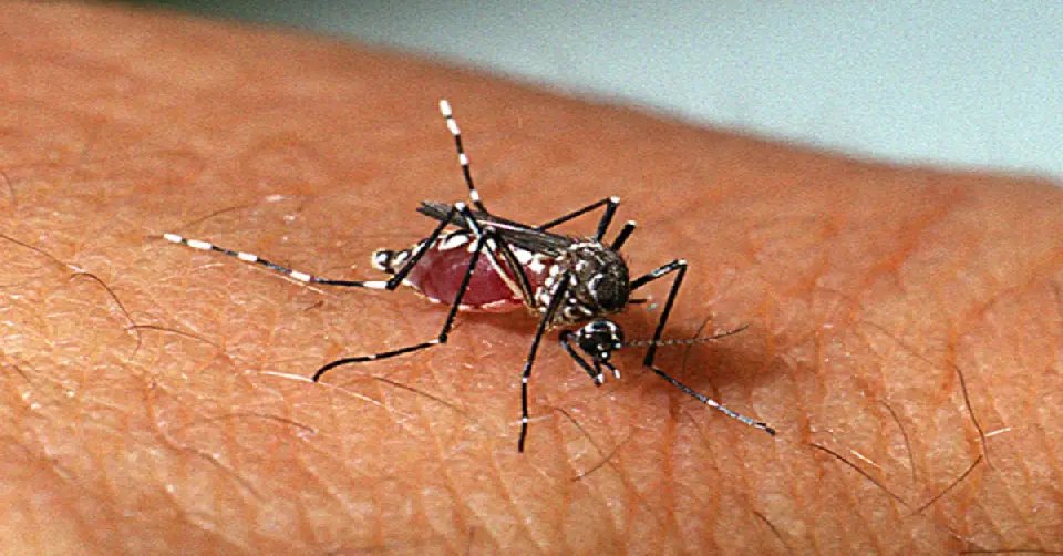 Brusque registra quase 2 mil casos confirmados de Dengue