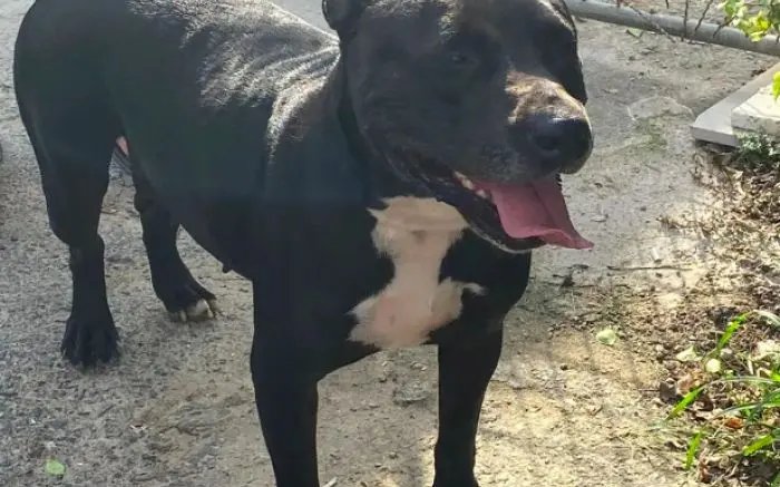 Cachorra que apanhou a chicotadas de dono é resgatada 