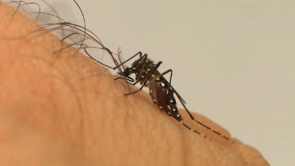Terceira morte por dengue é registrada em Brusque