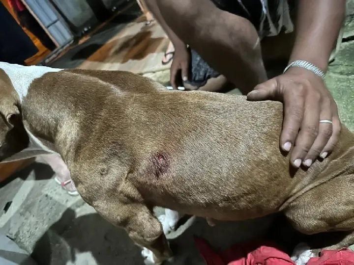 Conflito por conta de som alto termina com cão baleado