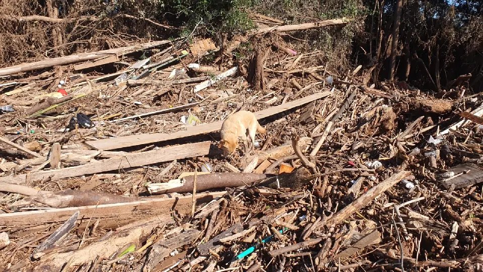 (VÍDEO) Cão de busca do CBMSC encontra corpo em meio a destroços no RS