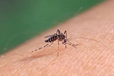 Brusque registra 2.390 casos confirmados de Dengue