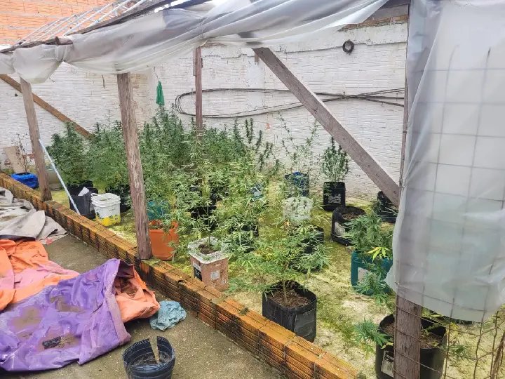 Estufa com 44 pés de maconha é encontrada em residência 