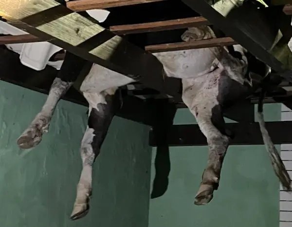 (VIDEO) Boi é resgatado após ficar pendurado em telhado