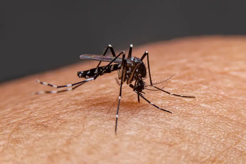 Número de casos de dengue aumenta em Brusque